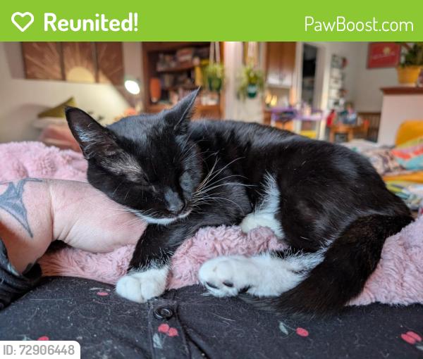 Reunited Female Cat last seen 3rd and J Street , Centralia, WA 98531