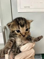 Shelter Stray Male Cat last seen REUTNR, Jacksonville, FL 32204