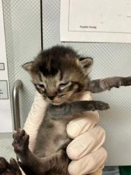 Shelter Stray Male Cat last seen RETURN, Jacksonville, FL 32204