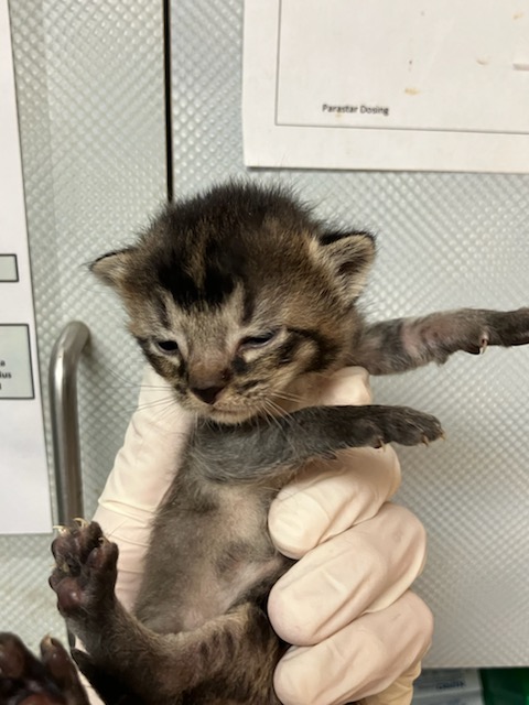 Shelter Stray Male Cat last seen RETURN, Jacksonville, FL 32204