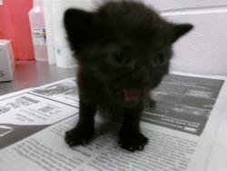 Shelter Stray Female Cat last seen Near BLOCK BRISTOL BAY LN E, Jacksonville, FL 32204
