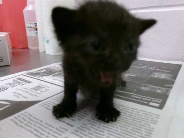 Shelter Stray Female Cat last seen Near BLOCK BRISTOL BAY LN E, Jacksonville, FL 32204