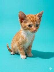 Shelter Stray Male Cat last seen Near BLOCK FOUNDATION BAY DR, Jacksonville, FL 32204