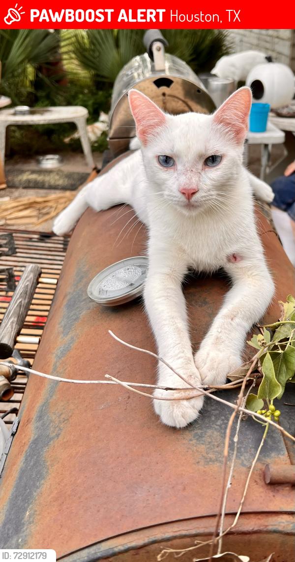 Lost Male Cat last seen Karcher, Robert E.Lee, Houston, TX 77009