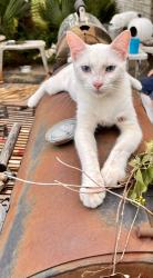 Lost Male Cat last seen Karcher, Robert E.Lee, Houston, TX 77009