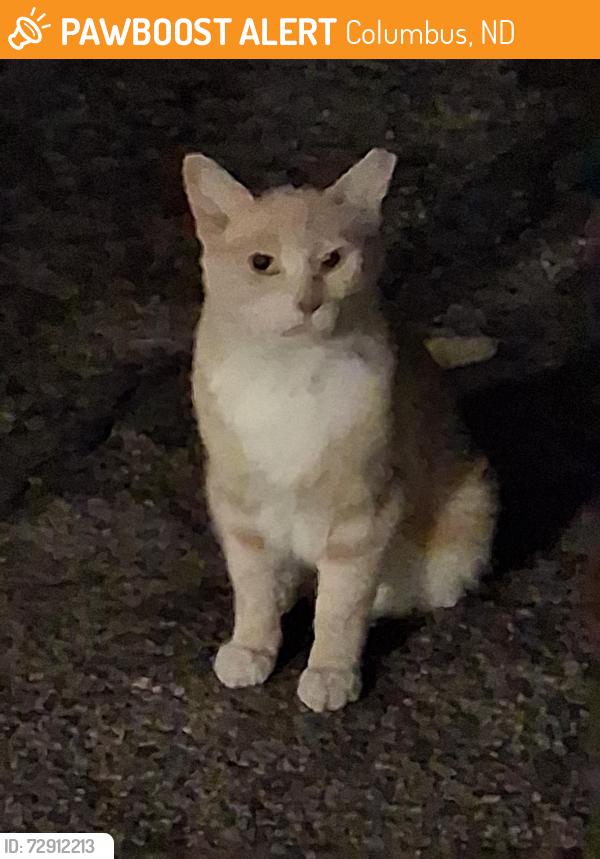 Found/Stray Unknown Cat last seen 29th/columbus, Columbus, ND 58727