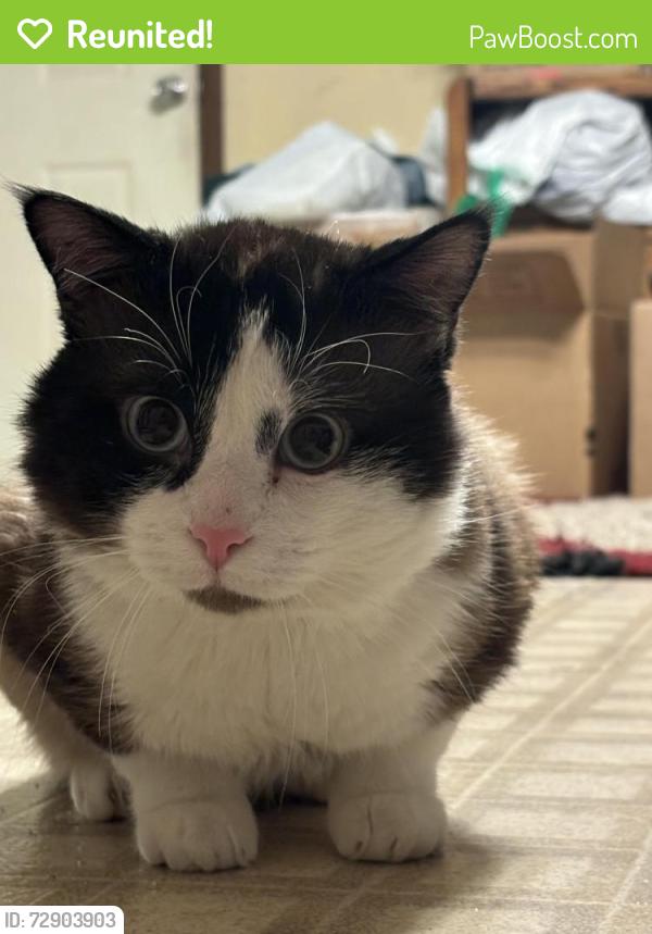 Reunited Male Cat last seen Indiana and Wyoming, Pueblo, CO 81004