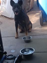 Found/Stray Male Dog last seen 27th ave and palm lane phoenix, Az , Phoenix, AZ 85009