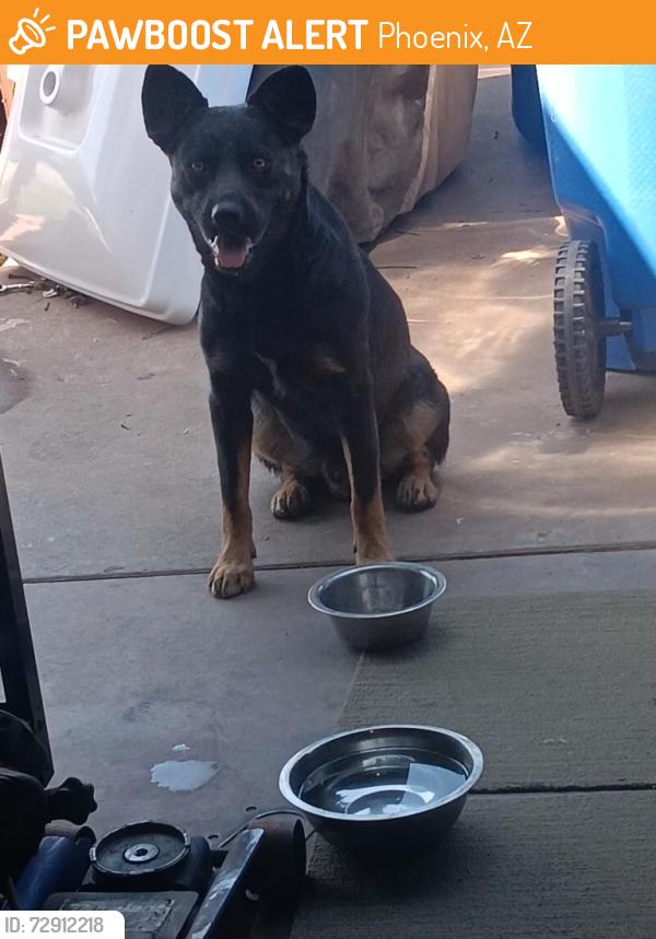Found/Stray Male Dog last seen 27th ave and palm lane phoenix, Az , Phoenix, AZ 85009