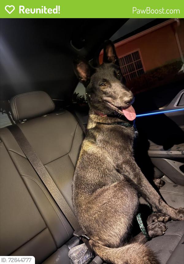 Reunited Female Dog last seen 80th st and budlong ave, Los Angeles, CA 90044