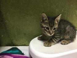 Shelter Stray Male Cat last seen Near BLOCK VAN BUREN BLVD, JURUPA VALLEY CA 92509, Jurupa Valley, CA 92509