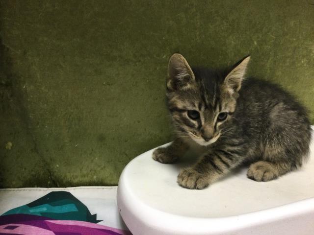 Shelter Stray Male Cat last seen Near BLOCK VAN BUREN BLVD, JURUPA VALLEY CA 92509, Jurupa Valley, CA 92509