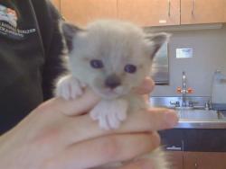 Shelter Stray Female Cat last seen FLEMING AVE/DEL CORONADO WY, 95828, Sacramento, CA 95827