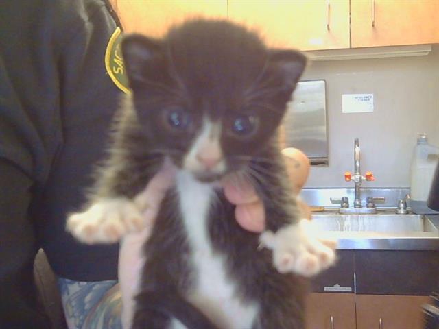 Shelter Stray Female Cat last seen FLEMING AVE/DEL CORONADO WY, 95828, Sacramento, CA 95827