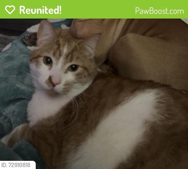 Reunited Male Cat last seen Near Reaney Ave E, St Paul, MN 55119, USA, Saint Paul, MN 55119
