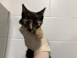 Shelter Stray Female Cat last seen AVENUE 46/MADISON, Thousand Palms, CA 92276