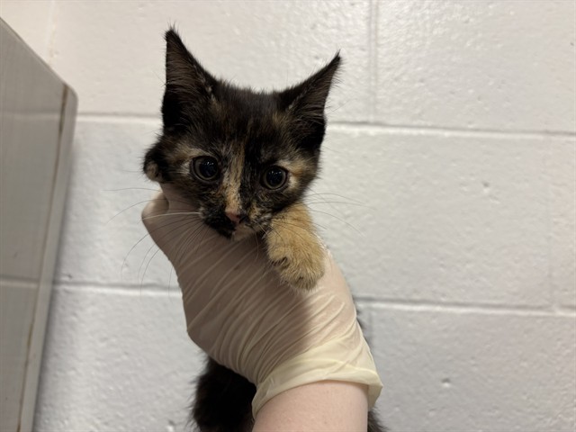 Shelter Stray Female Cat last seen AVENUE 46/MADISON, Thousand Palms, CA 92276