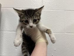 Shelter Stray Female Cat last seen AVENUE 46/MADISON, Thousand Palms, CA 92276