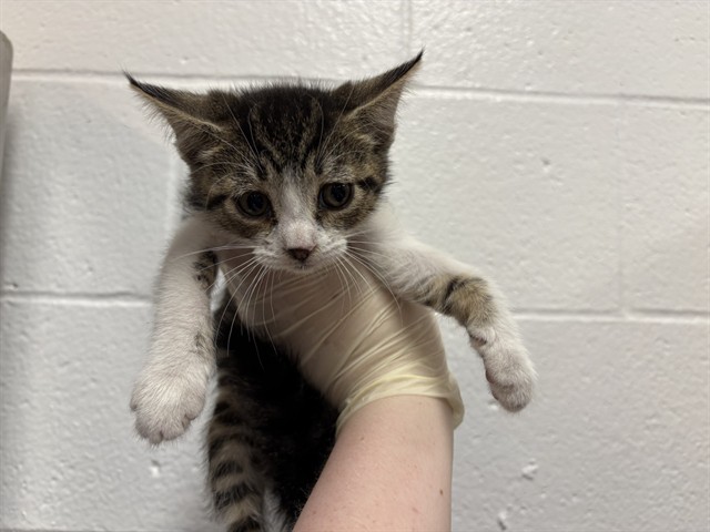Shelter Stray Female Cat last seen AVENUE 46/MADISON, Thousand Palms, CA 92276