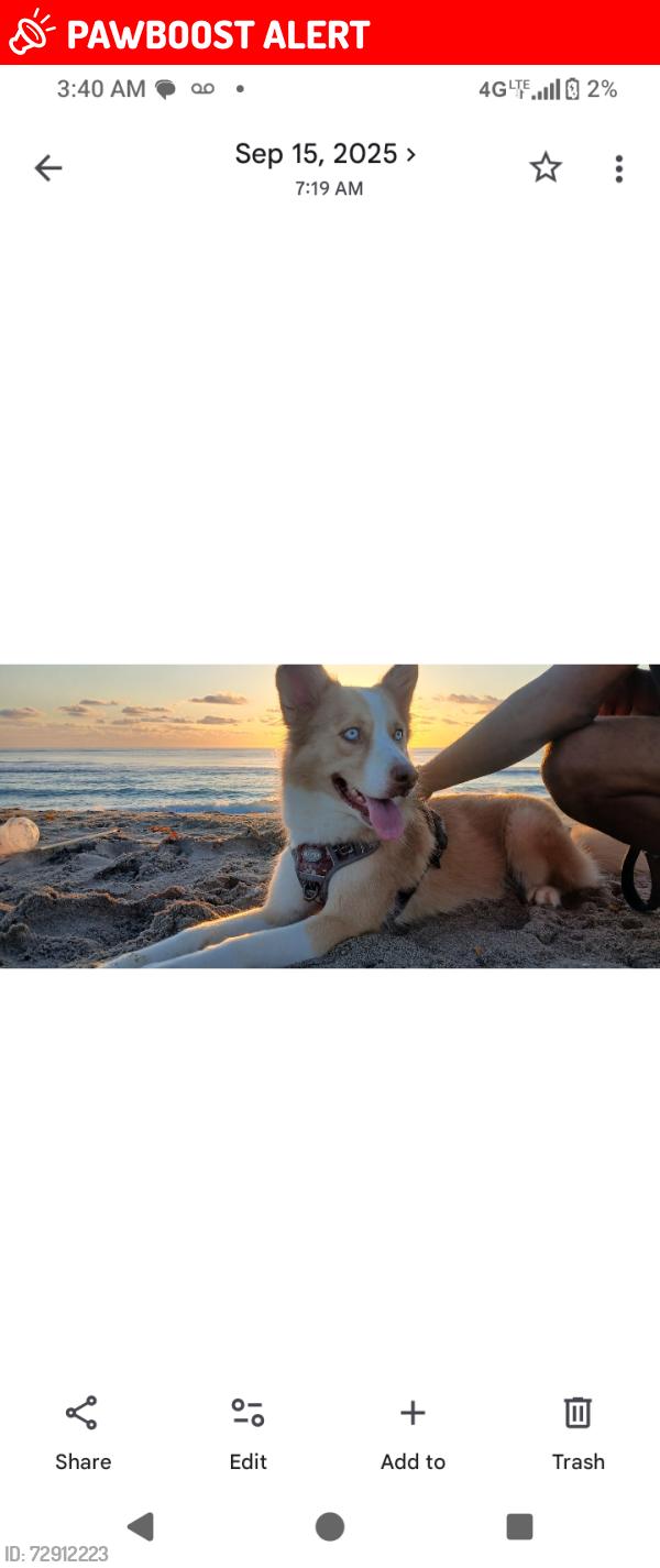 Lost Female Dog last seen 10th Ave and Dixie Hwy, Lake Worth Beach, FL 33460