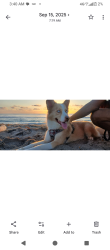 Lost Female Dog last seen 10th Ave and Dixie Hwy, Lake Worth Beach, FL 33460