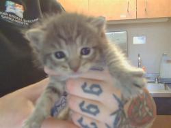 Shelter Stray Female Cat last seen FLEMING AVE/DEL CORONADO WY, 95828, Sacramento, CA 95827