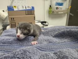 Shelter Stray Female Cat last seen , Los Angeles, CA 90025