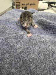 Shelter Stray Female Cat last seen , Los Angeles, CA 90025