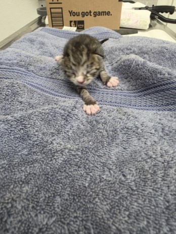 Shelter Stray Female Cat last seen , 11361 W Pico Blvd, Los Angeles, CA 90064, USA