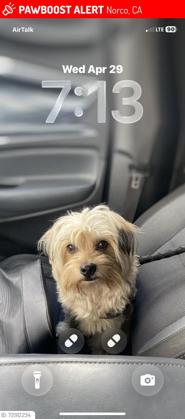 Lost Male Dog last seen Hamner ave and 5 th, Norco, CA 92860