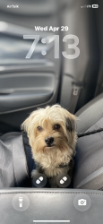 Lost Male Dog last seen Hamner ave and 5 th, Norco, CA 92860