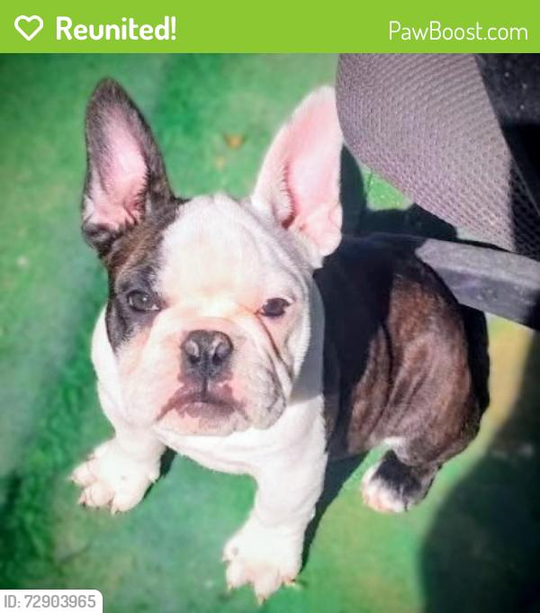 Reunited Female Dog last seen S. Santa Fe near am/pm, Vista, CA 92085