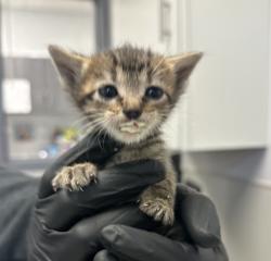 Shelter Stray Female Cat last seen G Street, San Diego, CA, 92101, San Diego, CA 92110