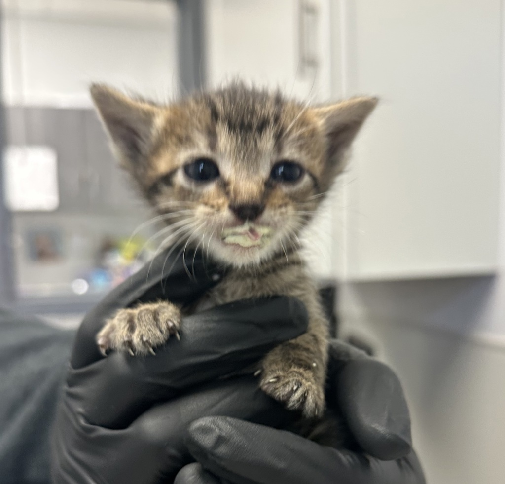 Shelter Stray Female Cat last seen G Street, San Diego, CA, 92101, San Diego, CA 92110