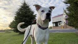 Lost Male Dog last seen Edmundton , Canton Township, MI 48187