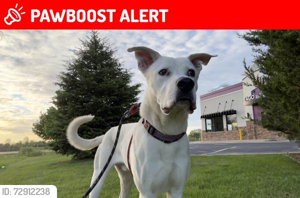Lost Male Dog last seen Edmundton , Canton Township, MI 48187