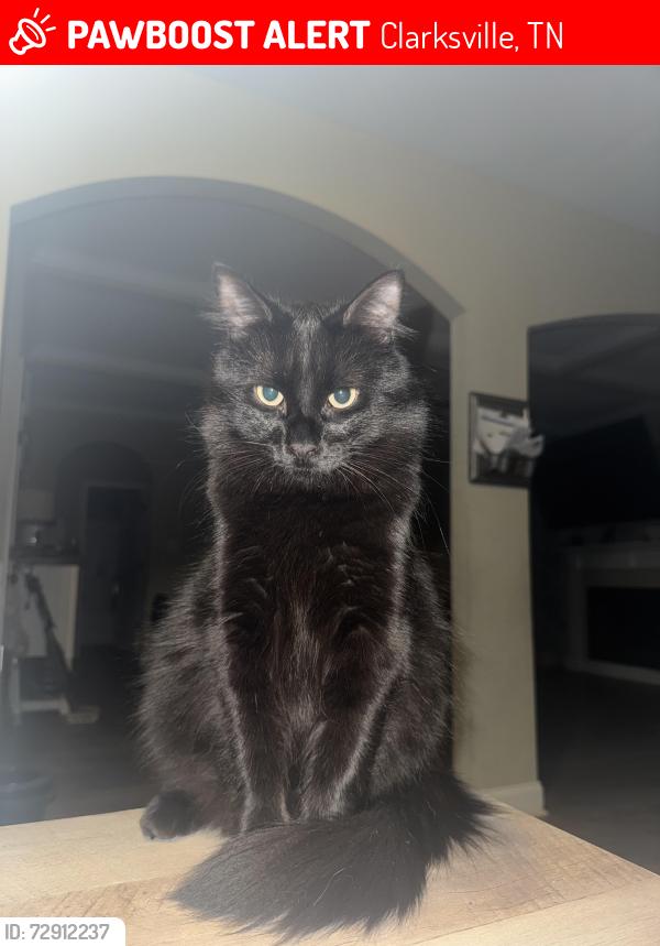 Lost Male Cat last seen Off tylertown rd behind firestation, Clarksville, TN 37040