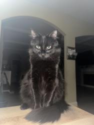 Lost Male Cat last seen Off tylertown rd behind firestation, Clarksville, TN 37040