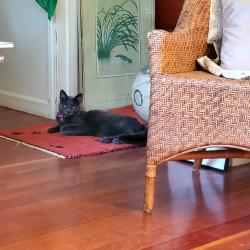 Reunited Male Cat last seen S. 54th and Farrar St.  (a block from Third Place Books in Seward Park), Seattle, WA 98118