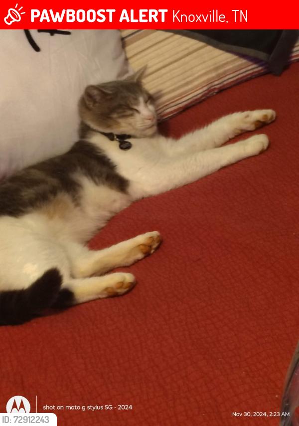 Lost Male Cat last seen Gilbert, Lovell rd , Catlett, Snyder rd,, Knoxville, TN 37932