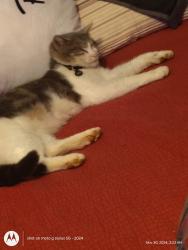 Lost Male Cat last seen Gilbert, Lovell rd , Catlett, Snyder rd,, Knoxville, TN 37932