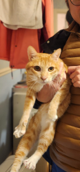 Reunited Male Cat last seen The old griffin head, Gildersome, England LS27