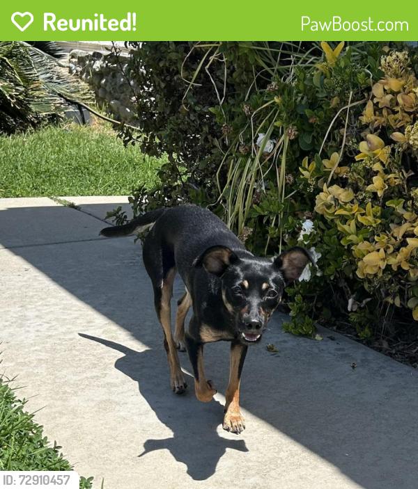 Reunited Female Dog last seen Peyton and chino , Chino Hills, CA 91709