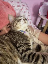 Lost Female Cat last seen Near Rhoads Ave unit c, Santa Barbara, CA 93111