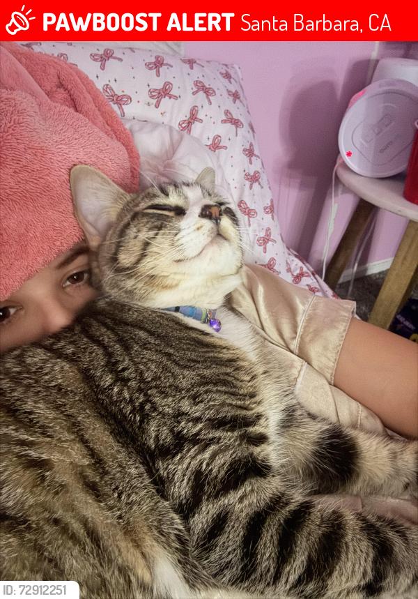 Lost Female Cat last seen Near Rhoads Ave unit c, Santa Barbara, CA 93111