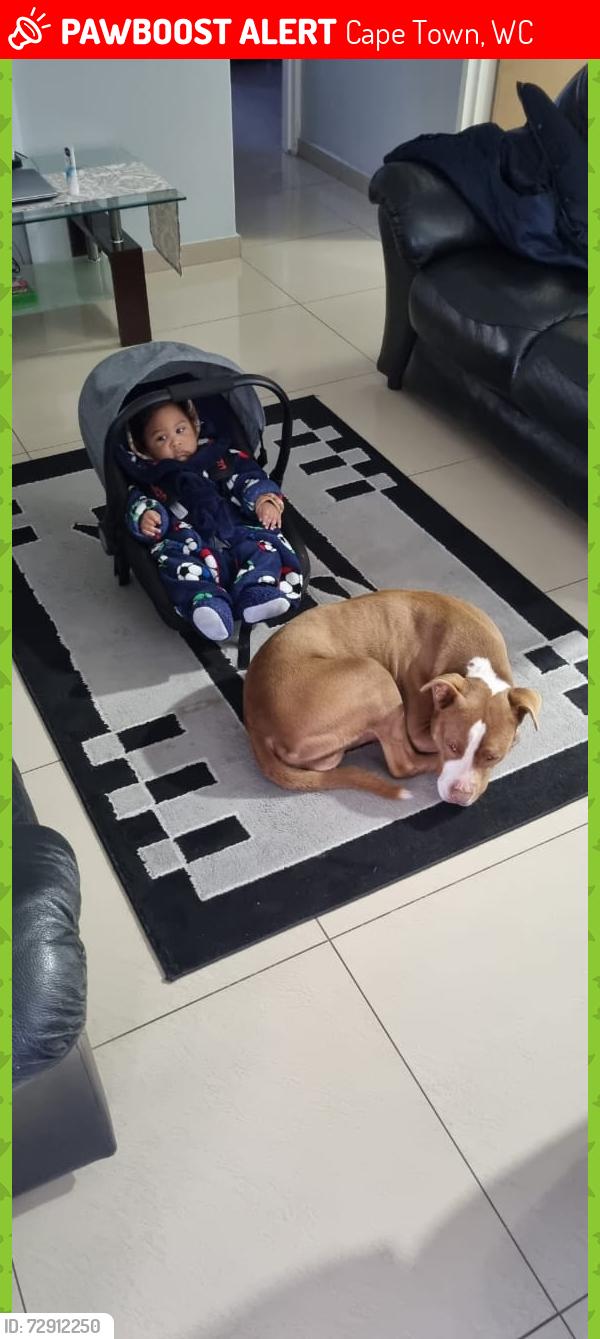 Deceased Male Dog last seen Sheigh Yusuf street the  Westridge , Cape Town, WC 7785