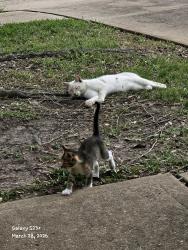 Lost Male Cat last seen Sunrise Lake, Pearland, TX 77584