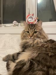 Reunited Male Cat last seen cassiar street, Vancouver, BC 