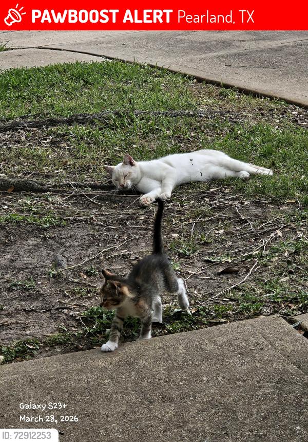 Lost Male Cat last seen Sunrise Lake, Pearland, TX 77584