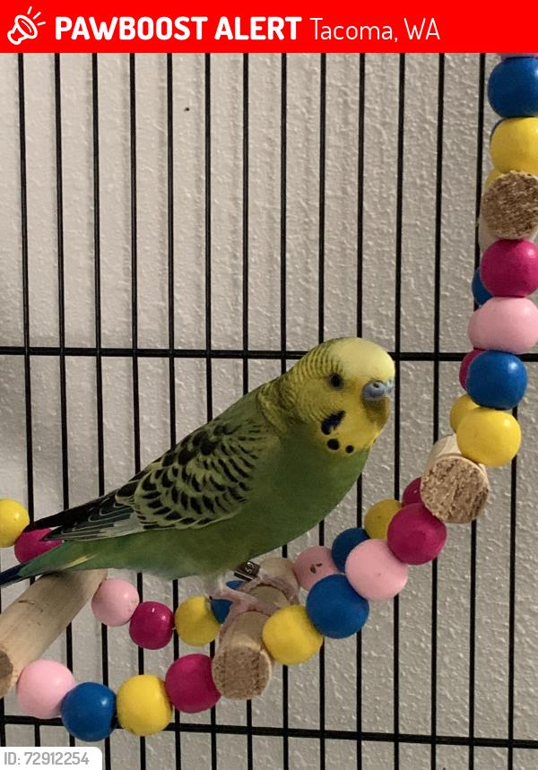 Lost Male Bird last seen 9th street, meridian, Puyallup, WA 98371